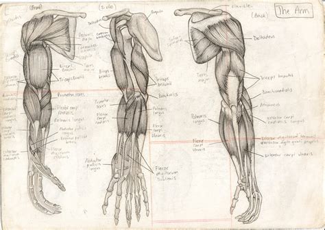 Tara Hale Illustration: Human Anatomy.