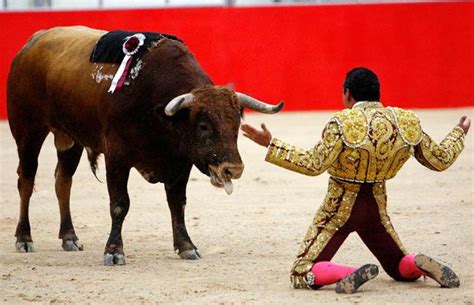 Bull Fighting: Bull Fighting Spain