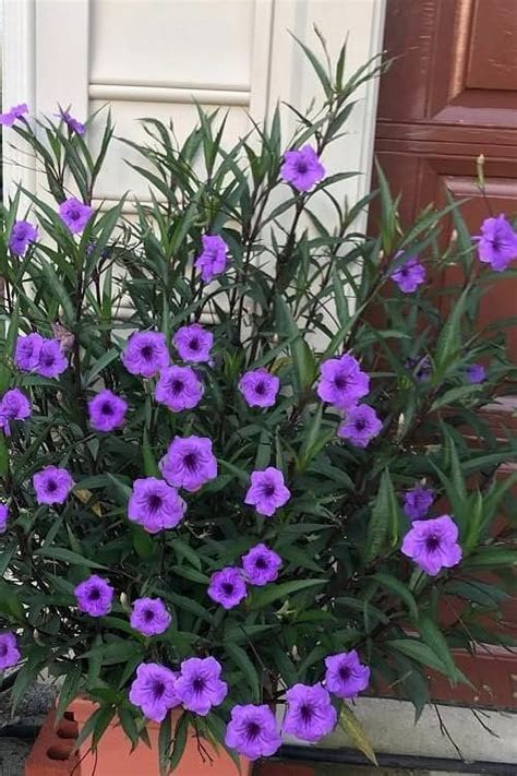 Mexican Petunia Purple, 2 Large Gallon, Ruellia Brittoniana, Live ...