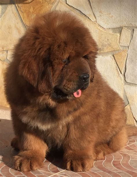 Tibetan Mastiff Puppies For Sale | Virginia Beach, VA #270289