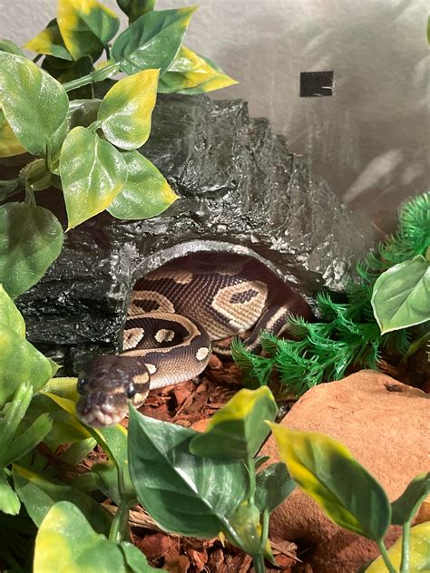 Feeding question? In comments : r/ballpython