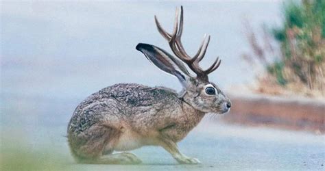 Jackalope