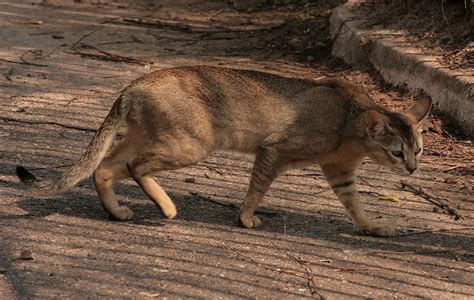 The Chausie Cat Breed: An Exotic and Wild Domestic Hybrid - PetHelpful