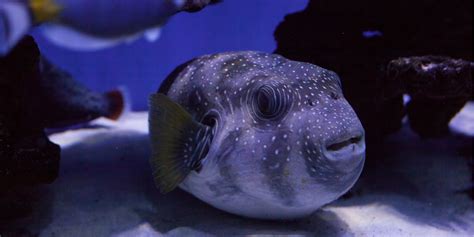 Comunità ascesa cascante puffer fish species Stabile squallido Punto ...