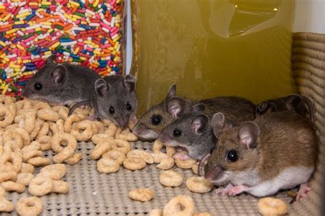 The Best Foods to Give Your Pet Mice » Petsoid