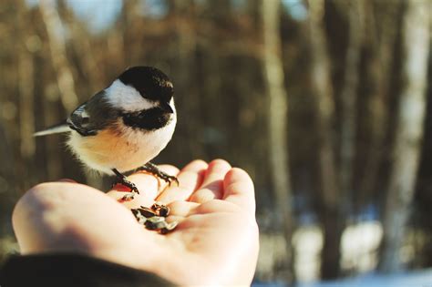 Bird on hand wallpapers and images - wallpapers, pictures, photos