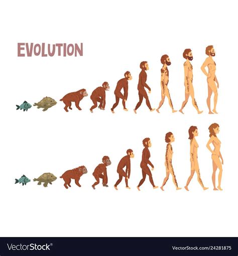 Biology Human Evolution Stages, Evolutionary Process of Man and Woman ...