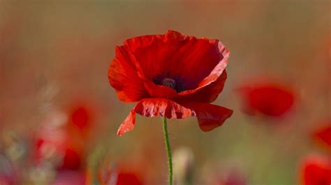 Remembrance events held across the West Midlands - BBC News