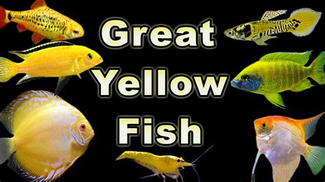 Brighten Up Your Fish Tank With These Yellow FIsh Options! - YouTube