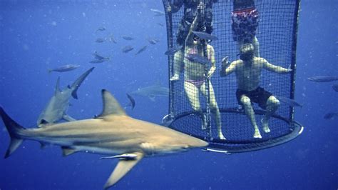 SHARK CAGE DIVING KZN IN DURBAN: Cage Diving KZN December