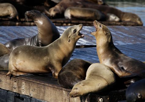 ‘Aggressive’ sea-lion attacks force officials to ban swimming at ...