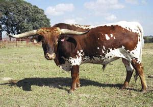 Texas Longhorn | The Beef Site