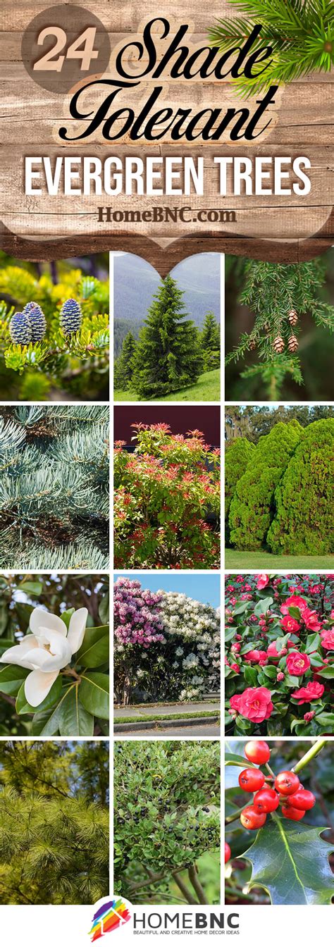 24 Shade Tolerant Evergreen Trees to Plant in Your Garden in 2023