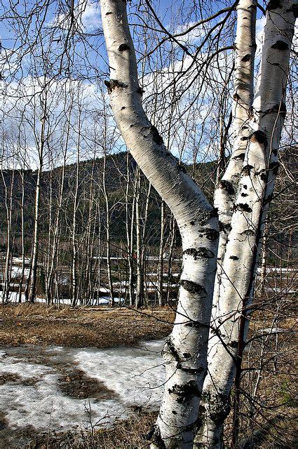 Birch Trees in Spring, Hallingdal, Norway