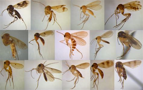 The underappreciated lives of New Zealand’s fungus gnats | Te Papa’s Blog