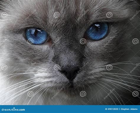 Blue eyes stock photo. Image of eyes, ragdoll, eyed, grey - 49012820