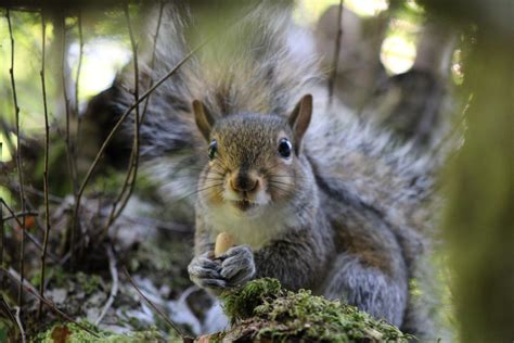 Grey squirrel. Issaquah Washington : r/wildlifephotography