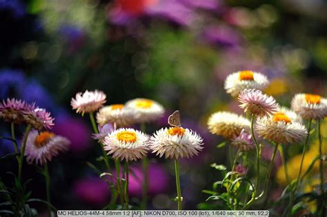 70以上 helios 44-2 58mm f2 sample photos 106063-Helios 44 2 58mm f2 ...