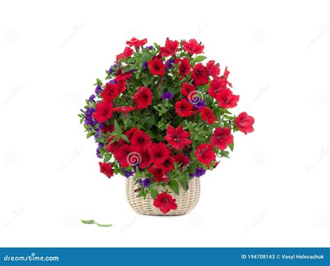 Petunia Bouquet Isolated on White Stock Image - Image of beauty ...