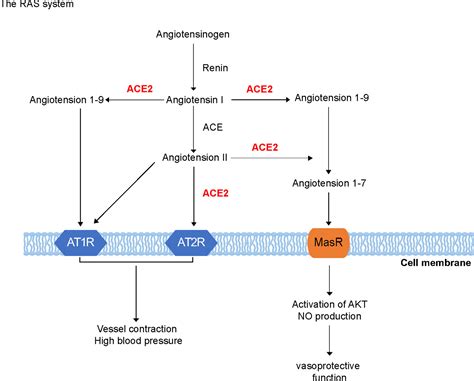 Frontiers | Regulation of Angiotensin-Converting Enzyme 2: A Potential ...