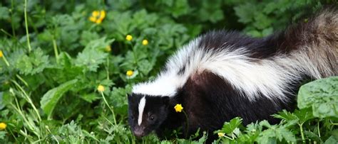 CREATURE FEATURE – Striped skunks – Friends of the Rouge