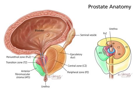 The Prostate Gland - Medika Life :: Understanding Human Anatomy