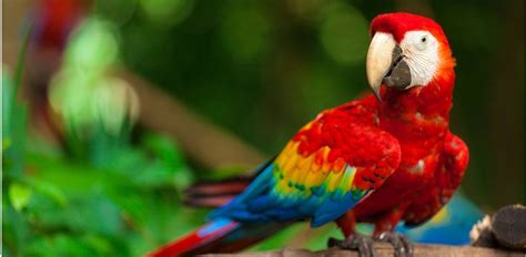 25 Beautiful Birds in the Amazon Rainforest - Green Global Travel