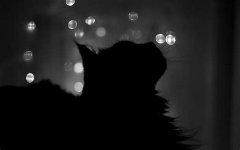 Black Cat Screensavers and Wallpaper - WallpaperSafari