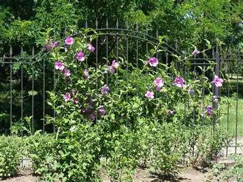 Rose Of Sharon Pruning - How And When To Prune Rose Of Sharon