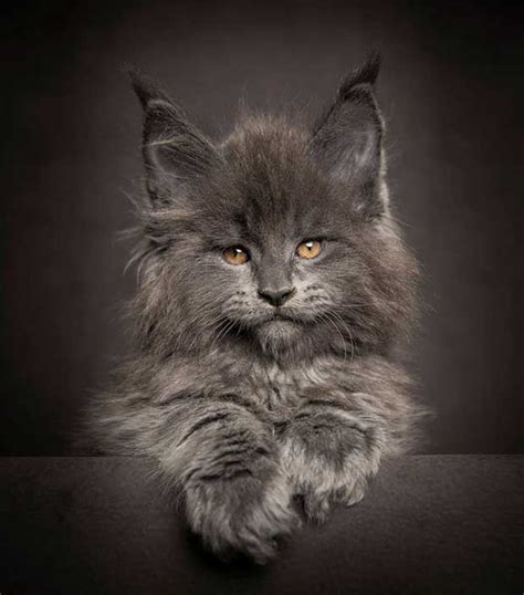 Photographer Robert Sijka Captures the Beauty of Maine Coon Cats ...