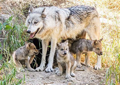 Wolf Pups Emerge From Den at Oakland Zoo to Begin Goodwill Mission | KQED