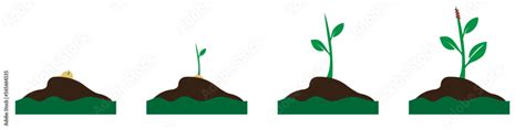 Plant growing phases. Sprout growing into a plant. Stages of the plant ...