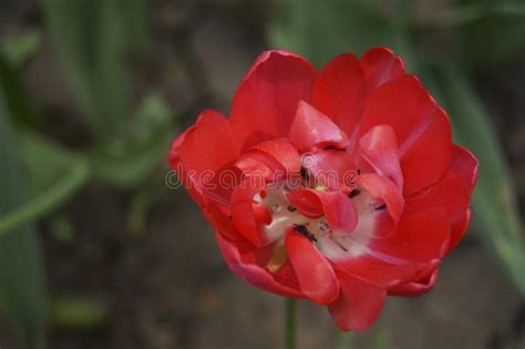 Red Tulip Growing in the Garden Stock Photo - Image of growing, colored ...