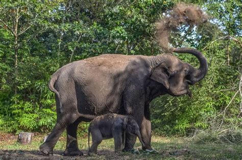 Elephant Mother Saves Baby Calf Drowning in Indian River; Here's Why ...