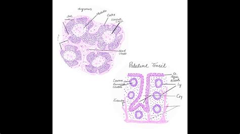 Thymus and palatine tonsil histology diagrams - YouTube