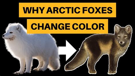 Why Arctic Foxes Change Color [+ How They Do It] - YouTube