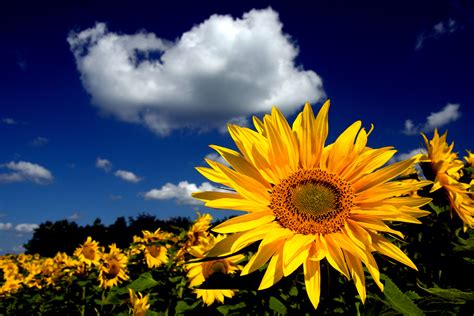 Download Nature Sunflower HD Wallpaper