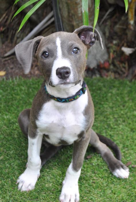 Charlie - Medium Female American Staffordshire Bull Terrier Mix Dog in ...