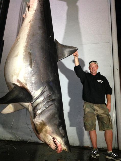 Possible World Record-Breaking Mako Shark Caught Off LA Coast - CBS Los ...