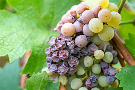 WHAT IS NOBLE ROT (BOTRYTIS) WINE? – Enobytes Food & Wine