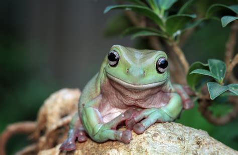 White's Tree Frog Caresheet Care Guide - Reptile Cymru