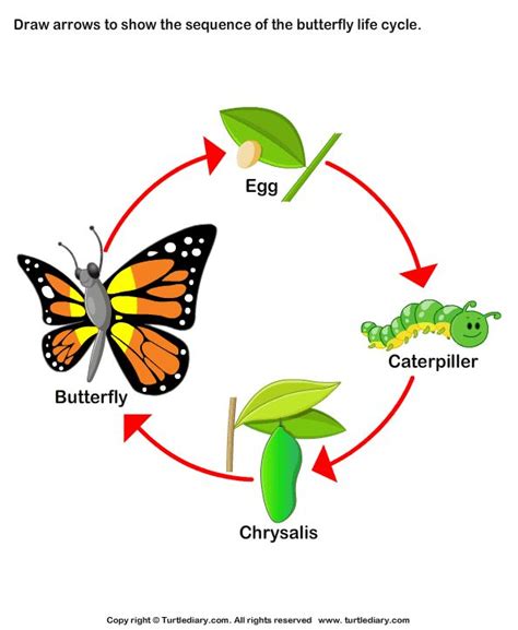 caterpillar life cycle stages - Sharita Alicea