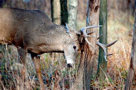 Signs that Rut is Coming