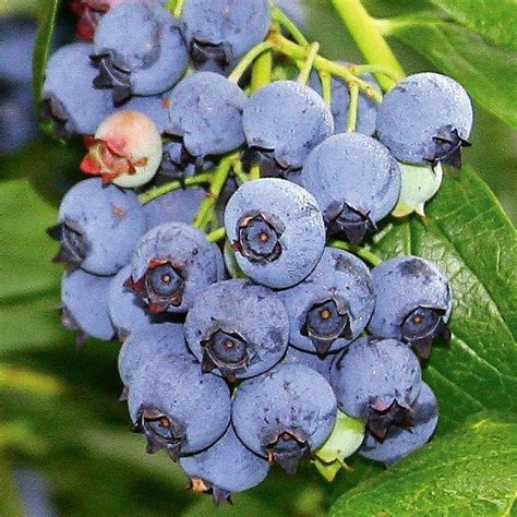 Jersey Blueberry - Blueberry Plants - Stark Bro's