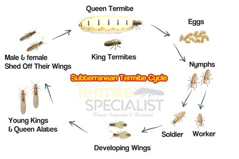 Subterranean Termites in Singapore - Termite Specialist Pte Ltd