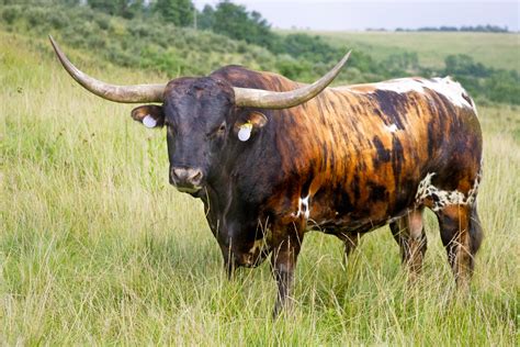 Texas Longhorn Cattle Photos