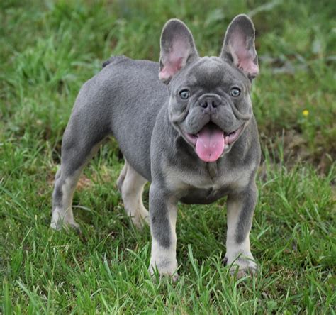 Lilac Tan Male French Bulldog Puppy For Sale - French Bulldog Babies