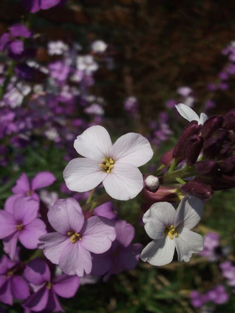 What ho Hidcote!: Sissinghurst plants