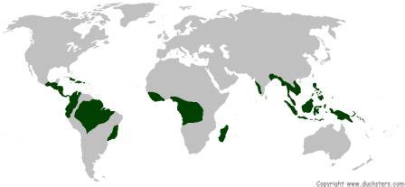 Science for Kids: Tropical Rainforest Biome