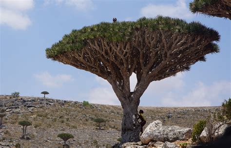 Iconic dragon’s blood trees in Yemen's Socotra under threat | Daily Sabah